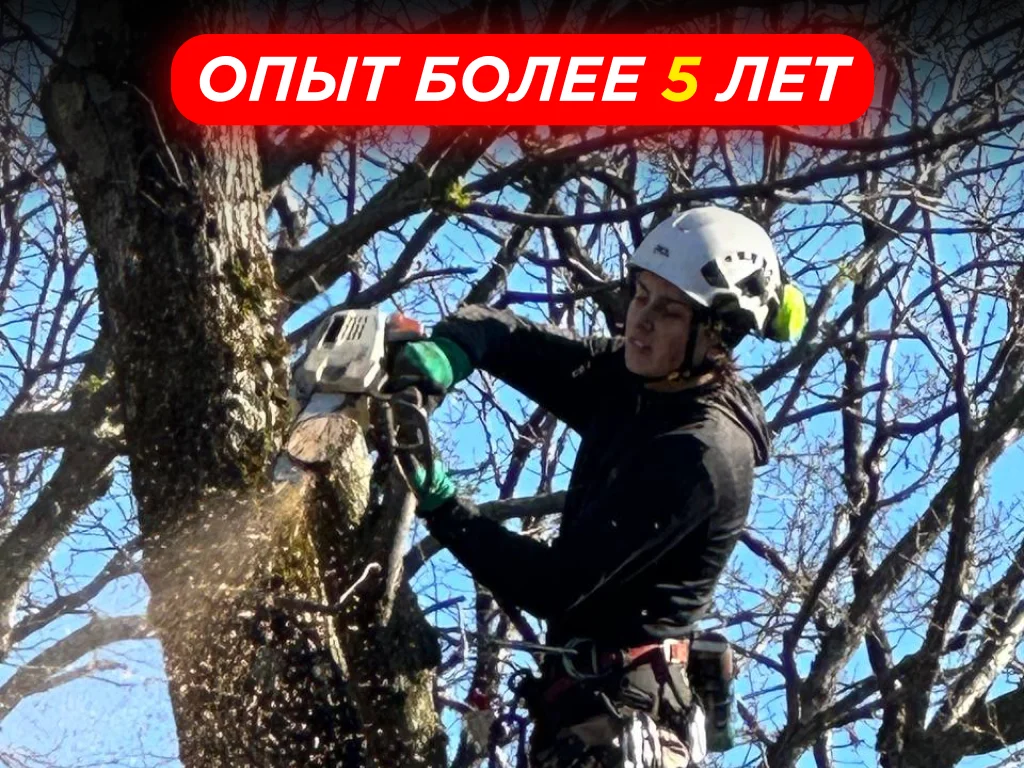 Спил Деревьев | Расчистка Участков - миниатюра 4