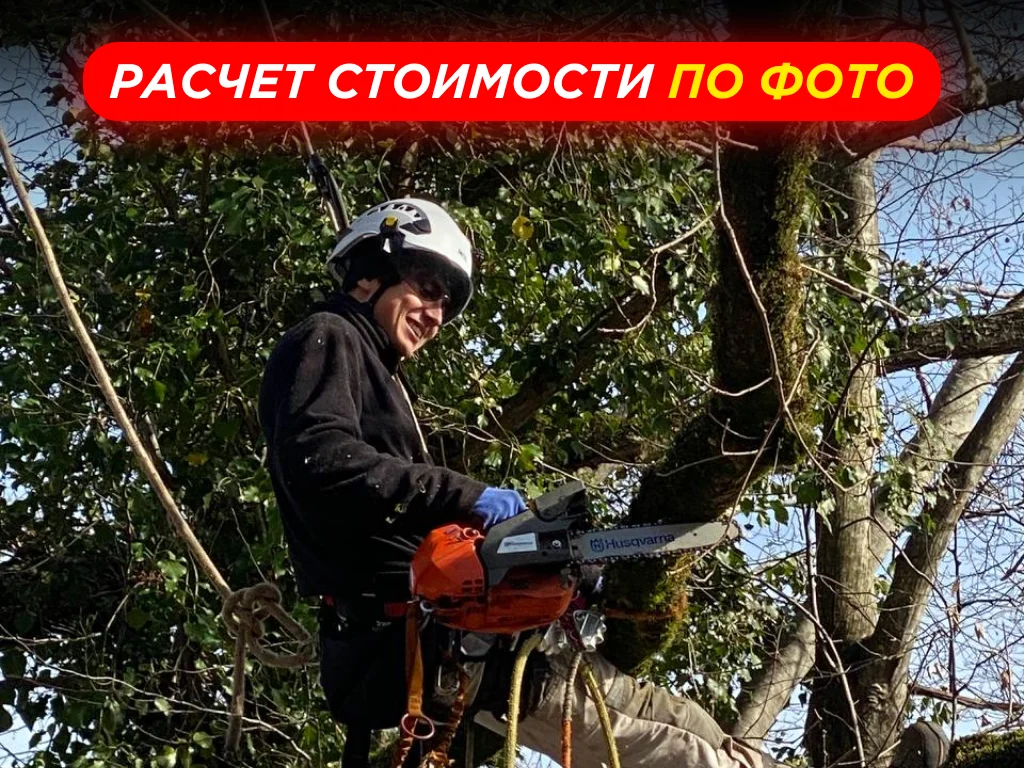 Спил Деревьев | Расчистка Участков - миниатюра 5