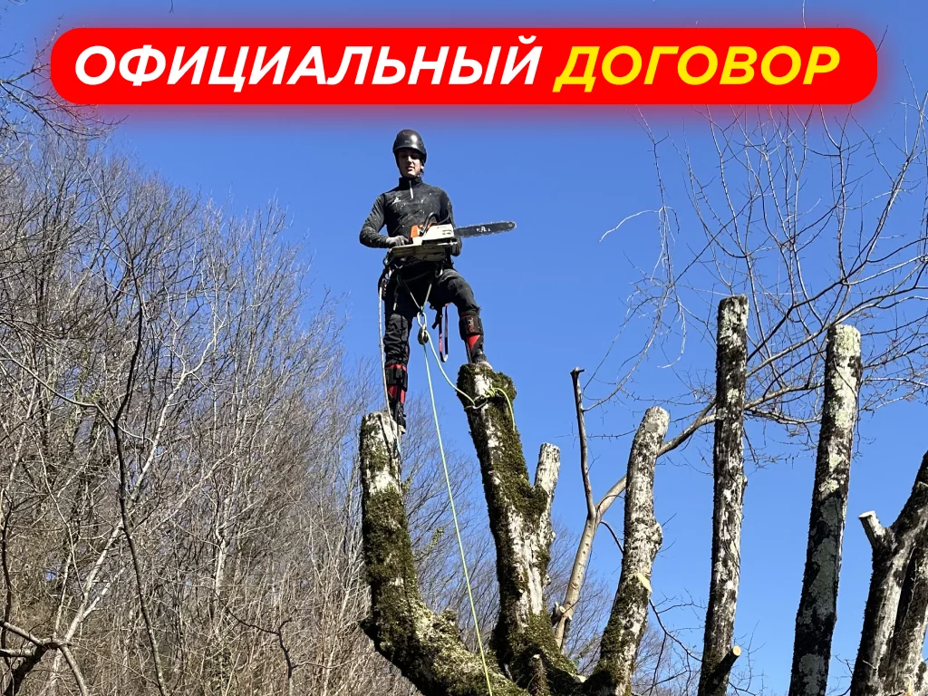 Спил Деревьев | Расчистка Участков - миниатюра 6