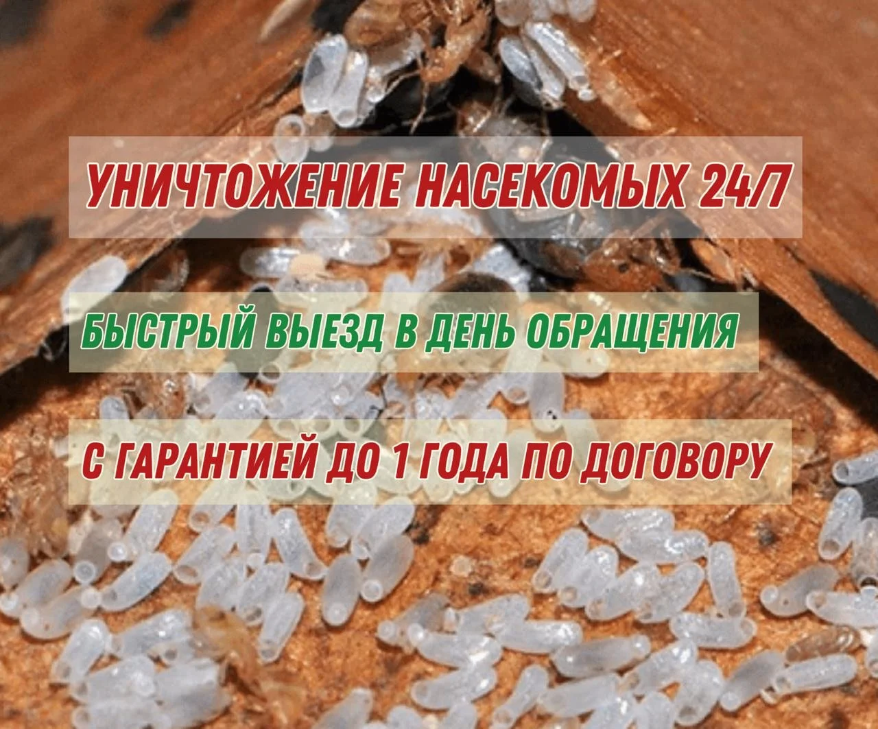 Обработка от насекомых, грызунов, плесени, запахов - миниатюра 4