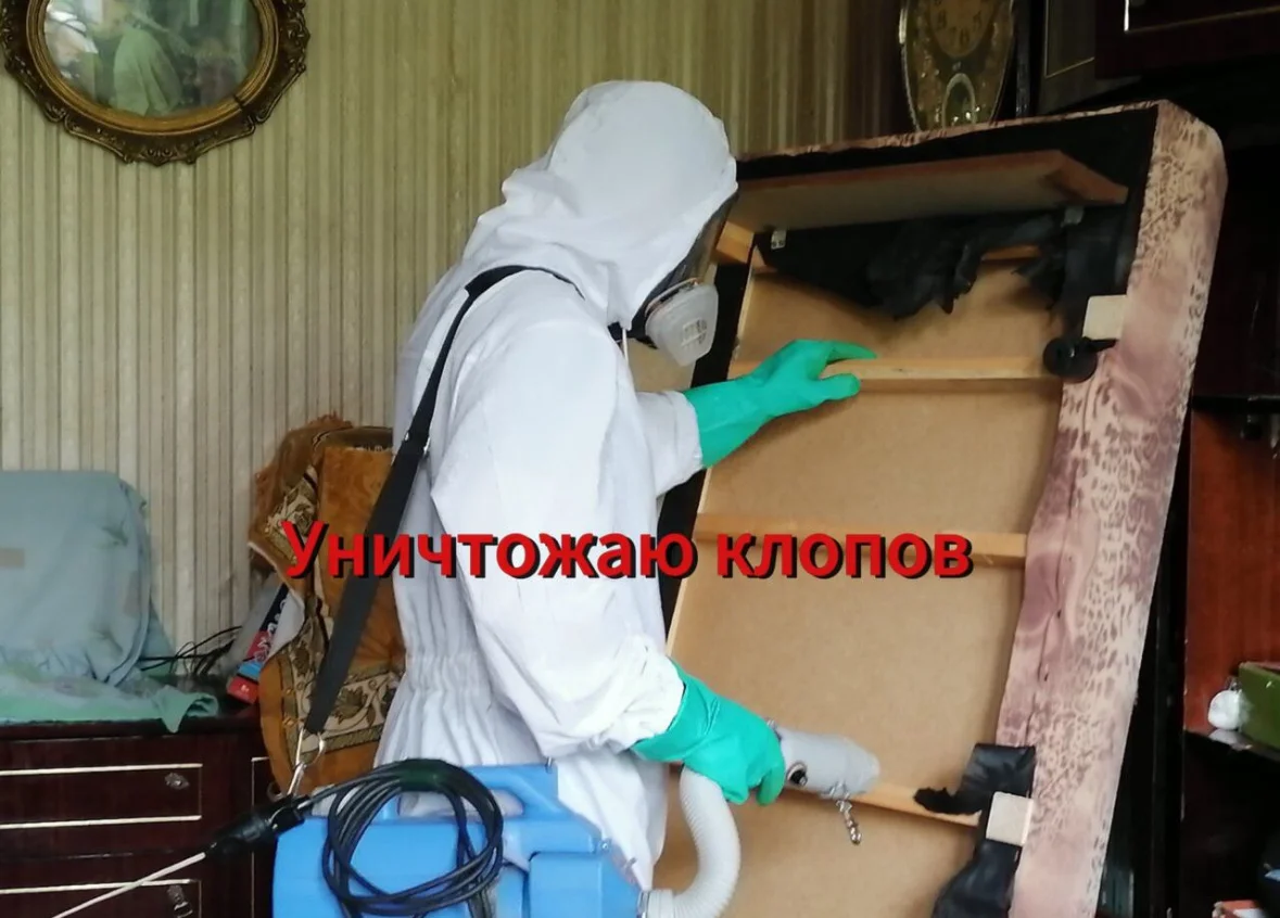 Обработка от насекомых, грызунов, плесени, запахов - миниатюра 5
