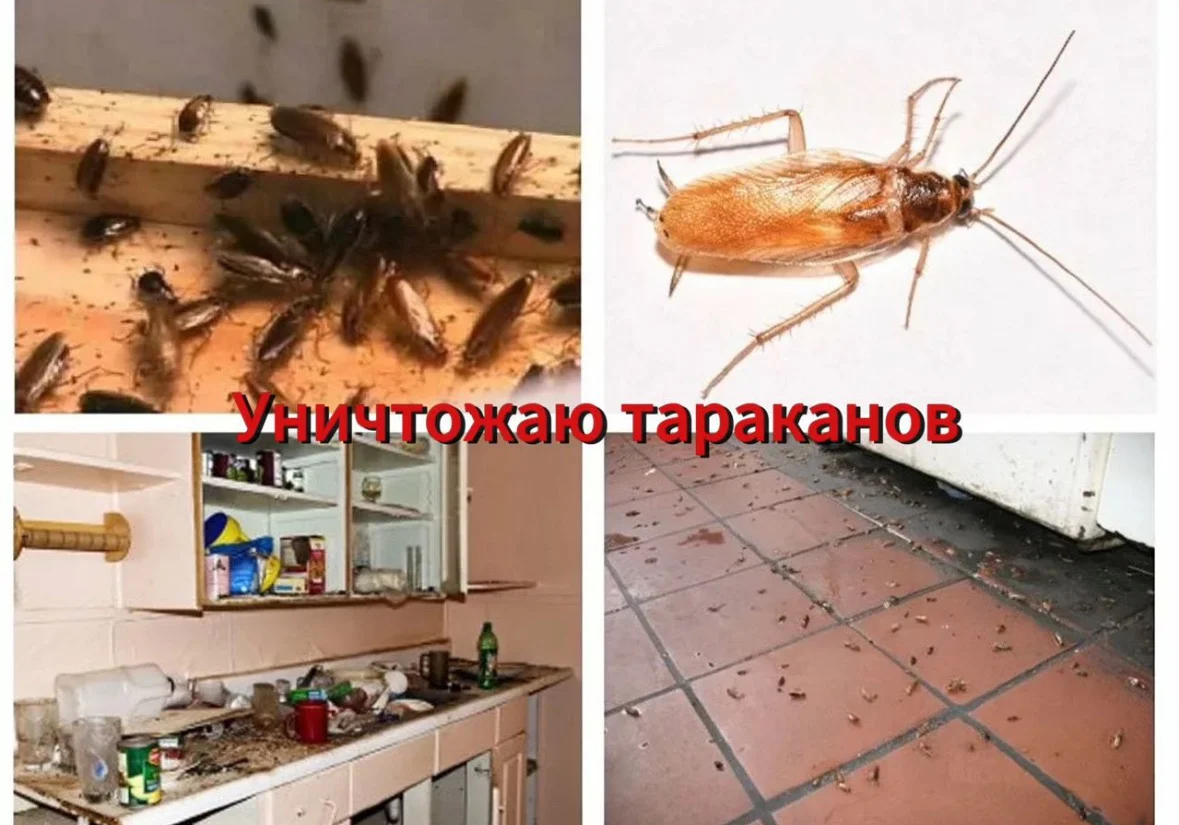 Обработка от насекомых, грызунов, плесени, запахов - миниатюра 6
