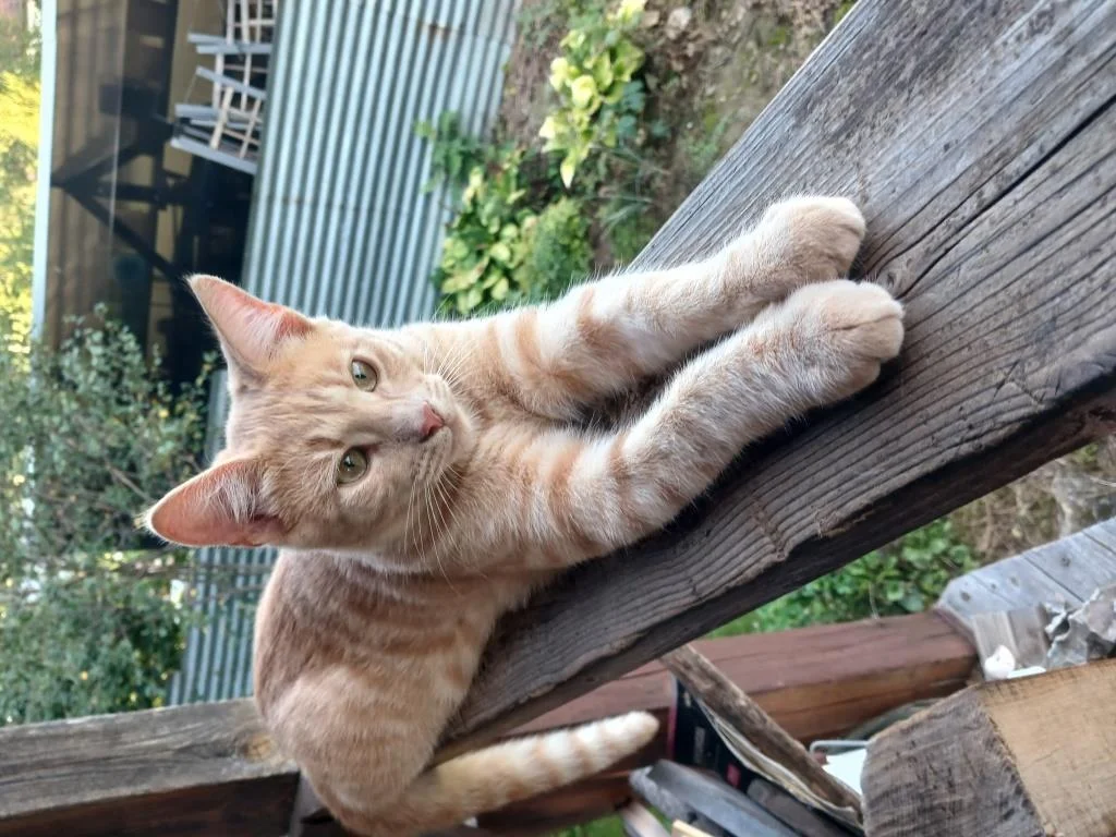 Котята в добрый руки - миниатюра 3
