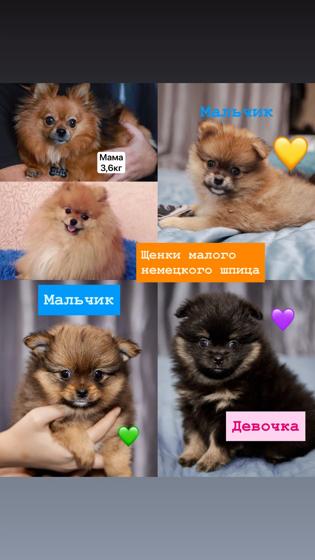 Щенки немецкого шпица Барнаул - миниатюра 6