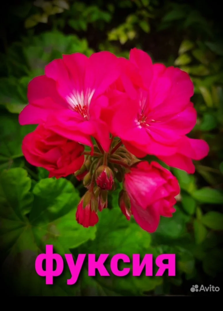 Цветы комнатные - миниатюра 2