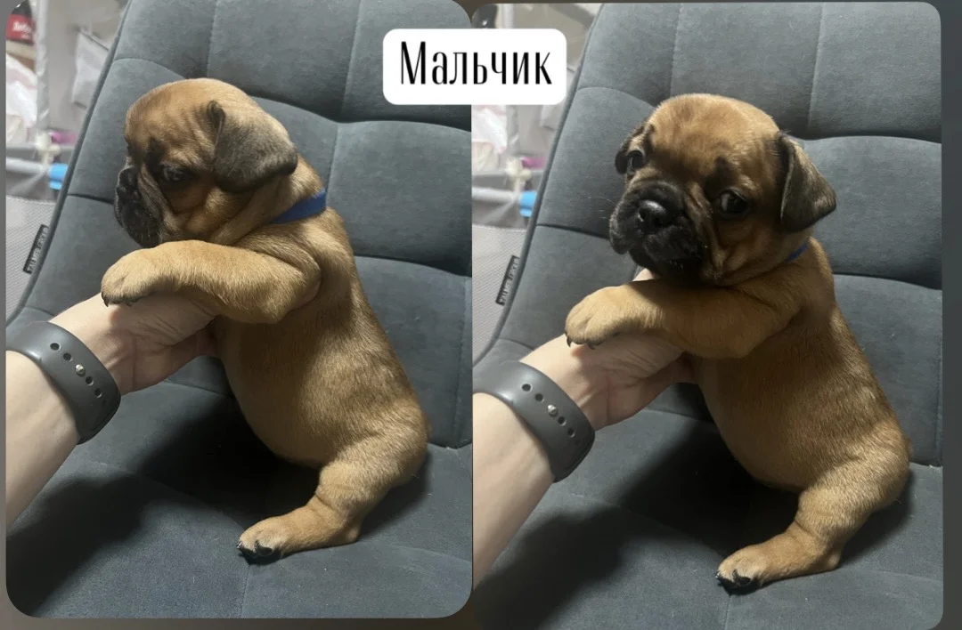 Французский бульдог щенки - изображение 1