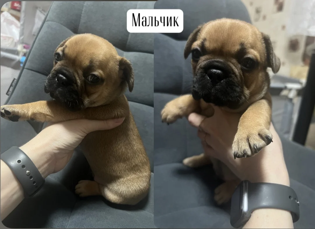 Французский бульдог щенки - миниатюра 2