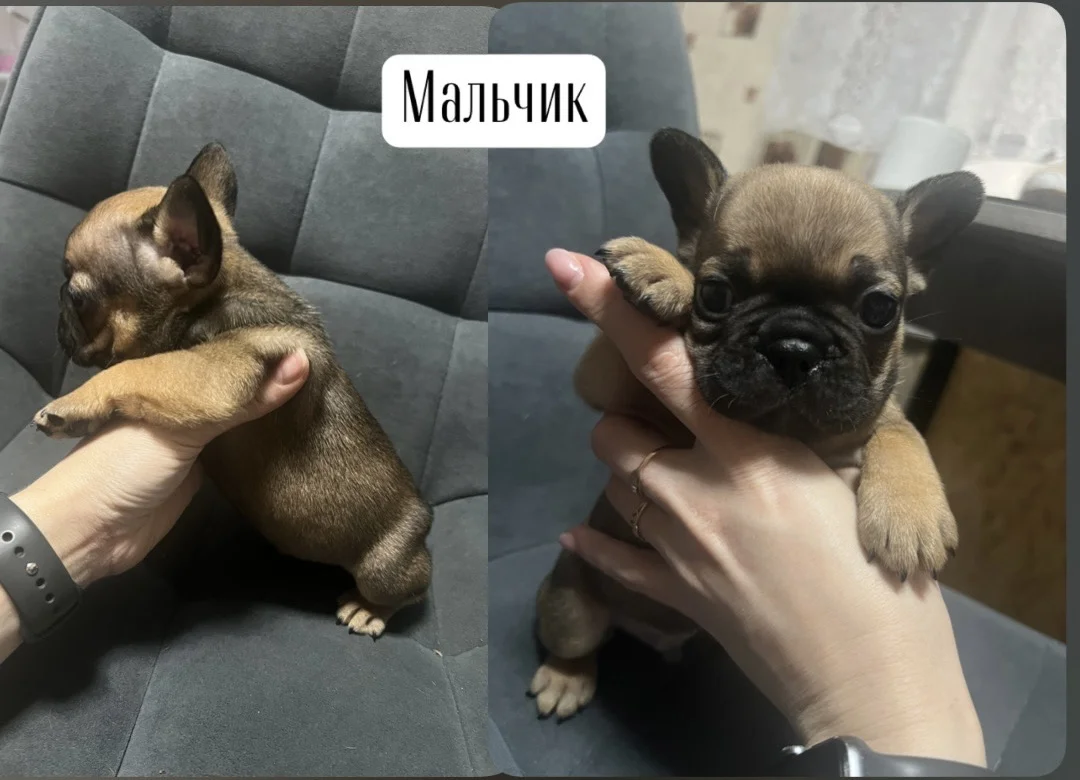 Французский бульдог щенки - миниатюра 3