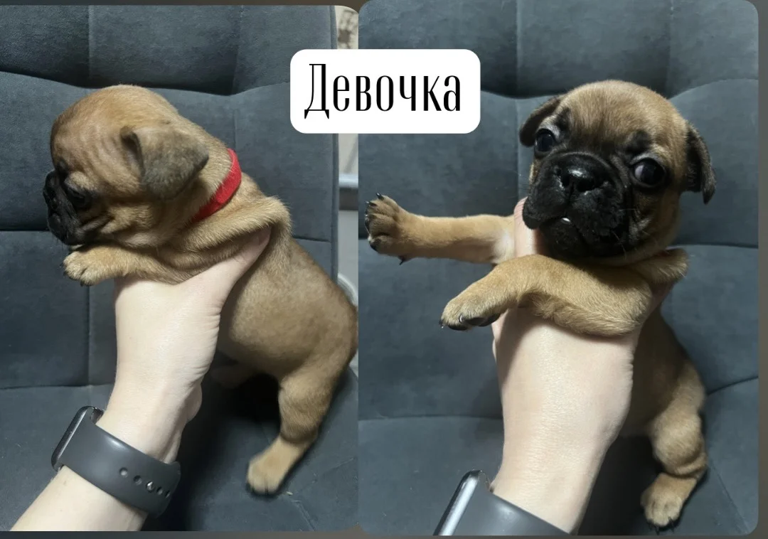 Французский бульдог щенки - миниатюра 5