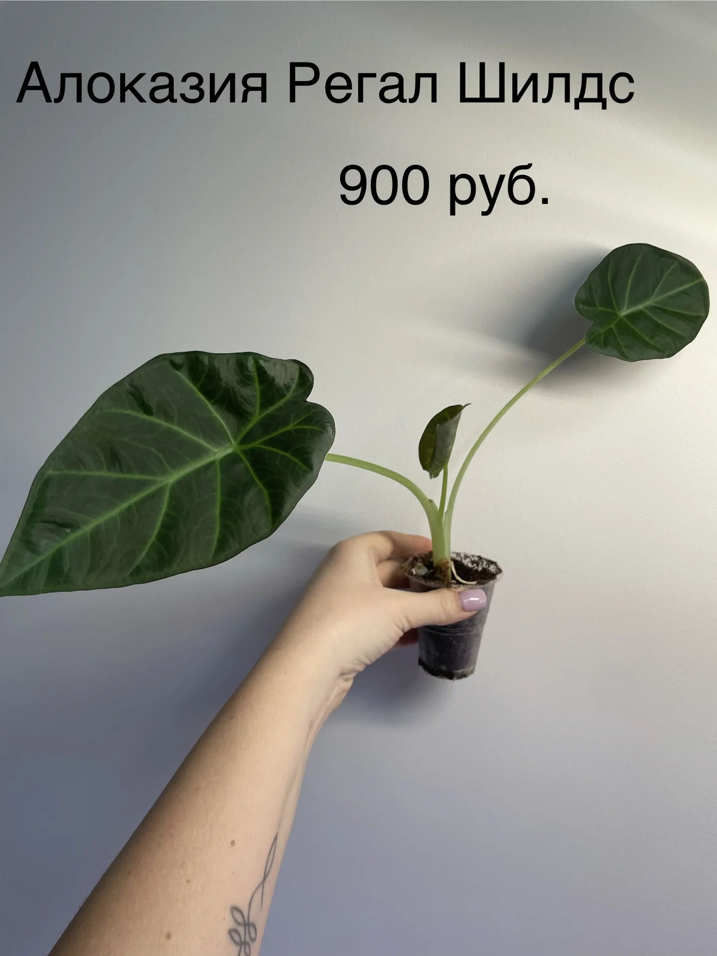 Комнатные цветы - изображение 1