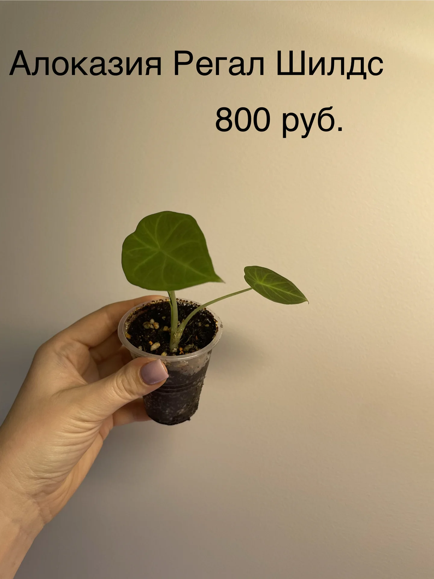 Комнатные цветы - миниатюра 6
