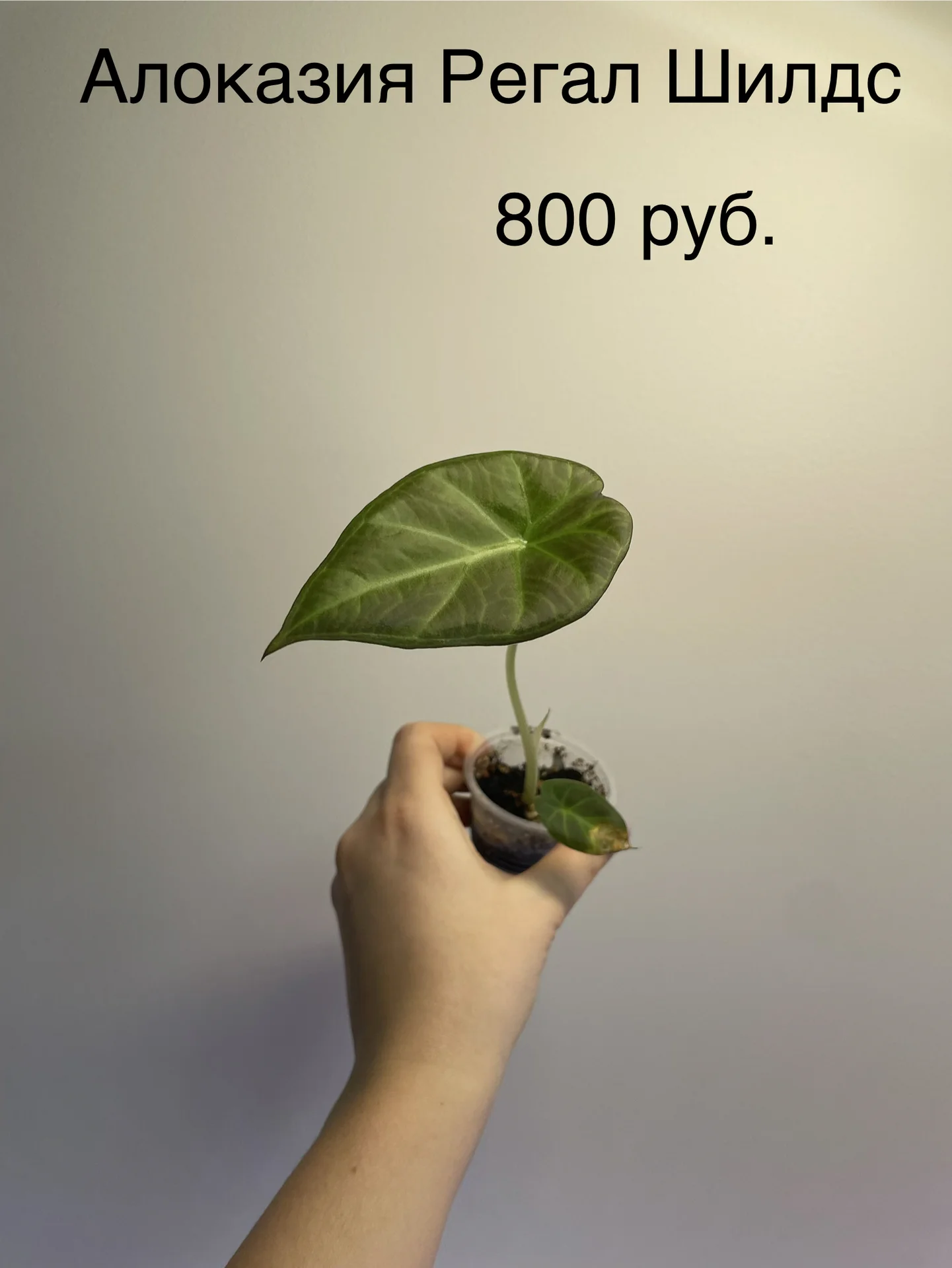 Комнатные цветы - миниатюра 8