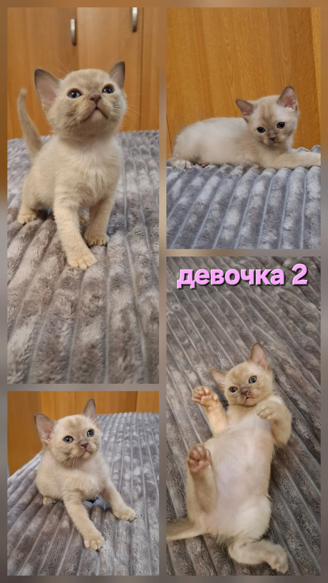 Бурманские котята - миниатюра 2