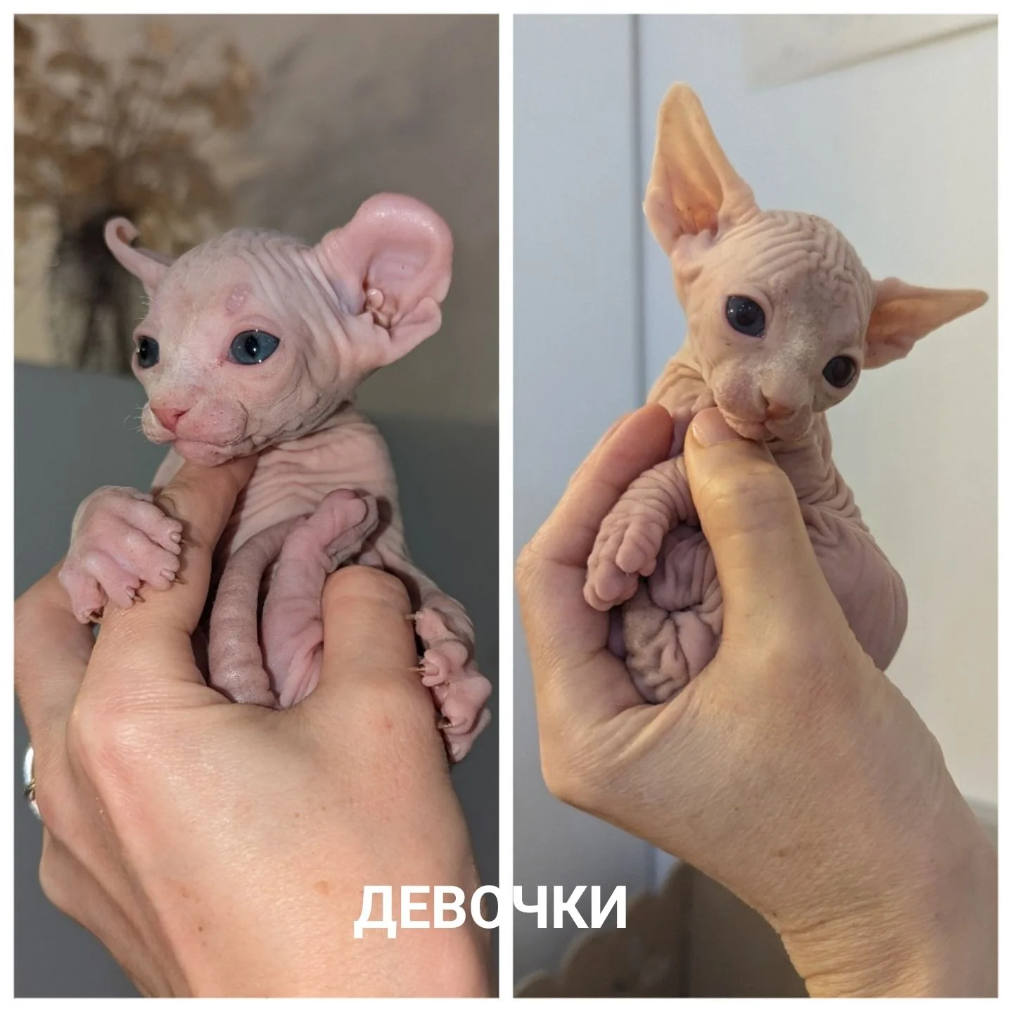 Канадский сфинкс - миниатюра 3
