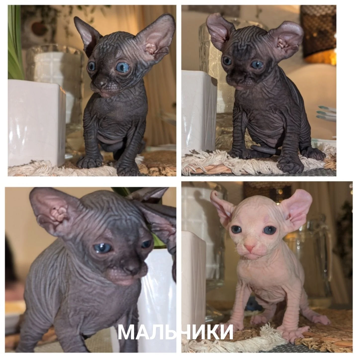 Канадский сфинкс - миниатюра 9