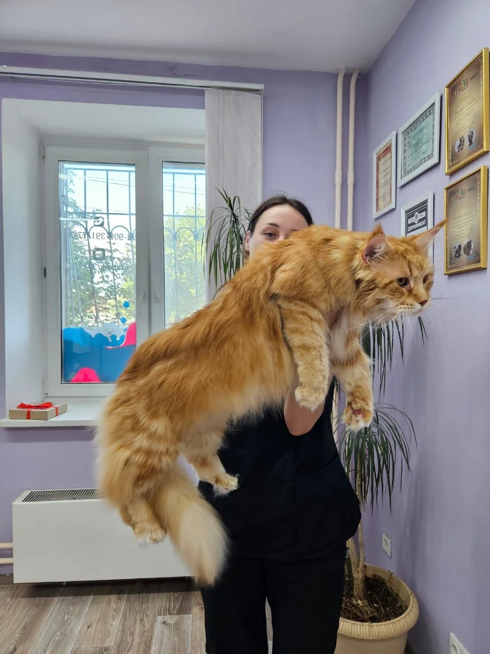 Груминг собак и кошек - миниатюра 6