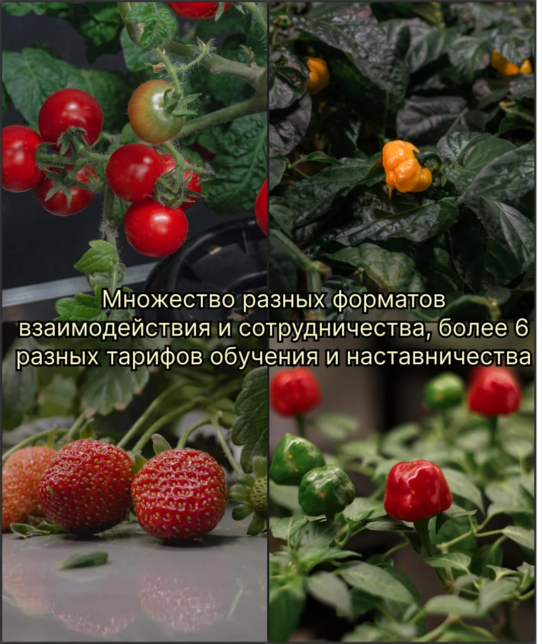 Обучение выращиванию зелени салатов микрозелени гидропоника. Проектирование вертикальных ферм. - миниатюра 6