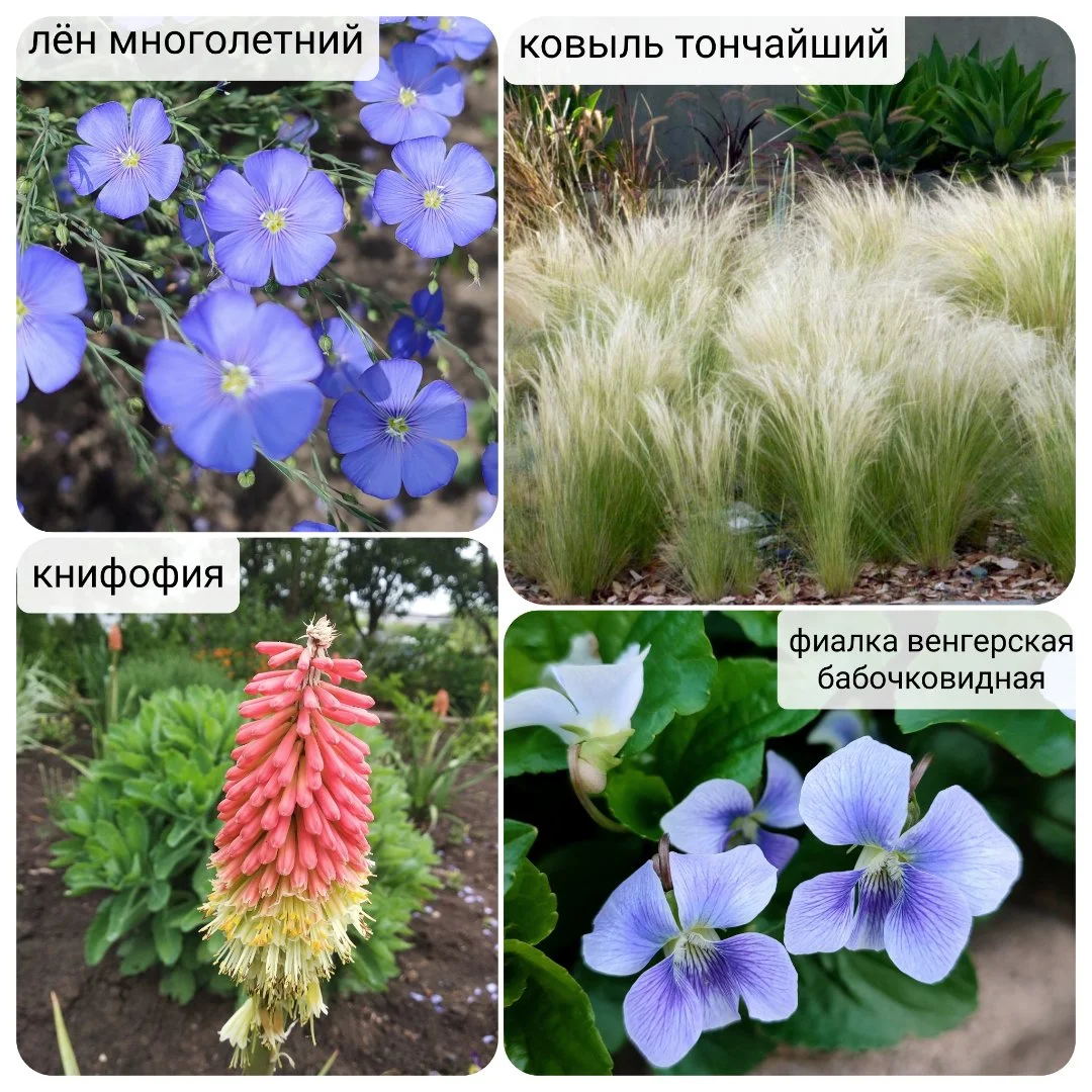 Многолетние цветы, растения - миниатюра 9