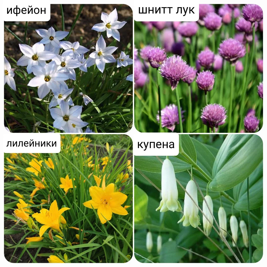 Многолетние цветы, растения - миниатюра 10
