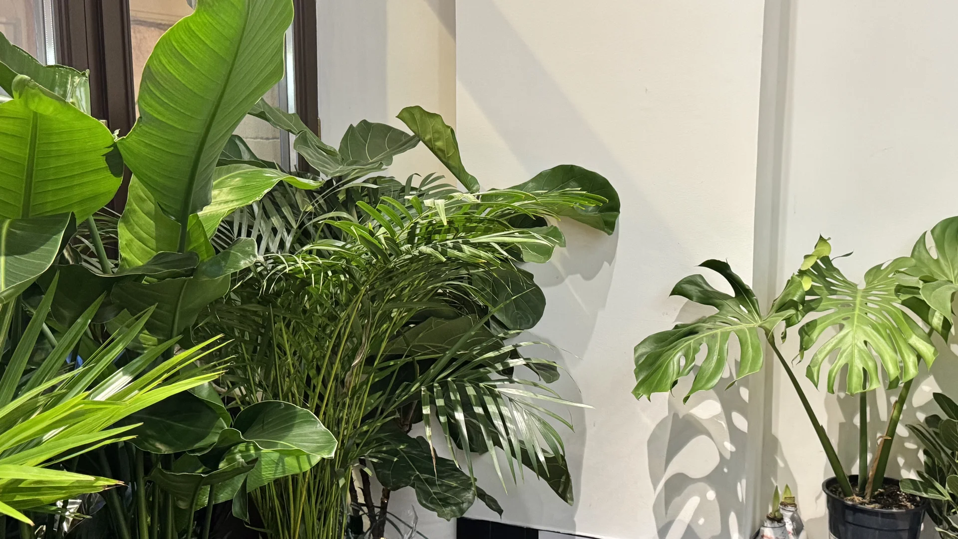 Услуга озеленения - миниатюра 15
