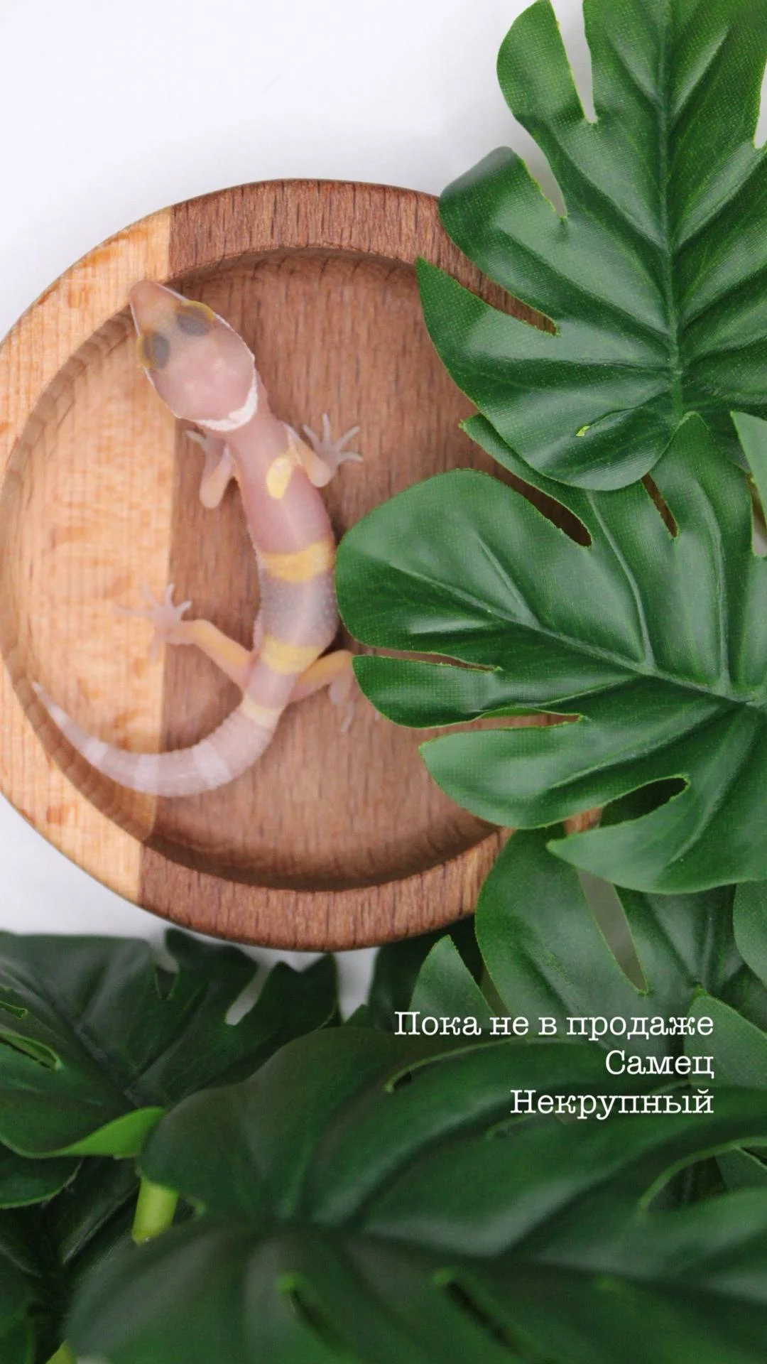 Эублефар - миниатюра 3