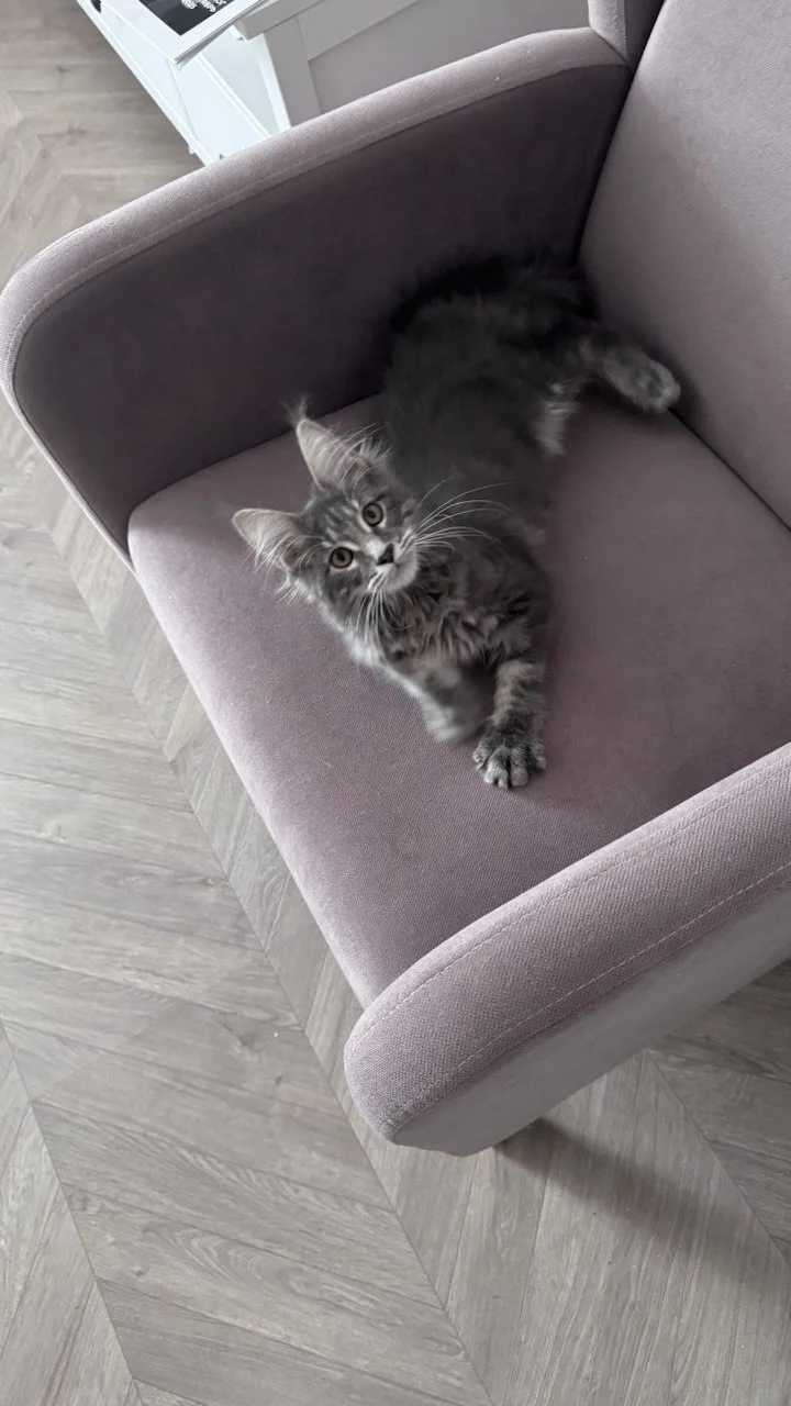 Котенок мейн-кун - миниатюра 2