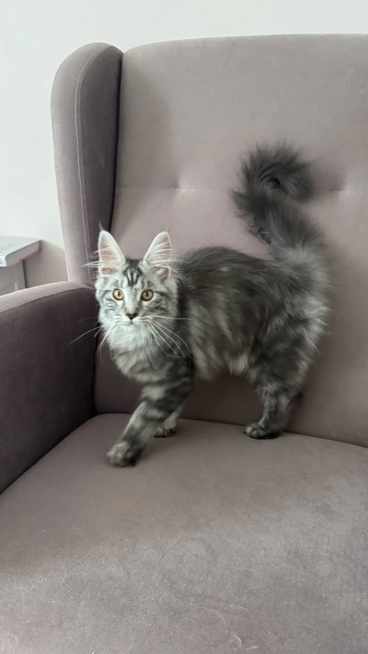 Котенок мейн-кун - миниатюра 3