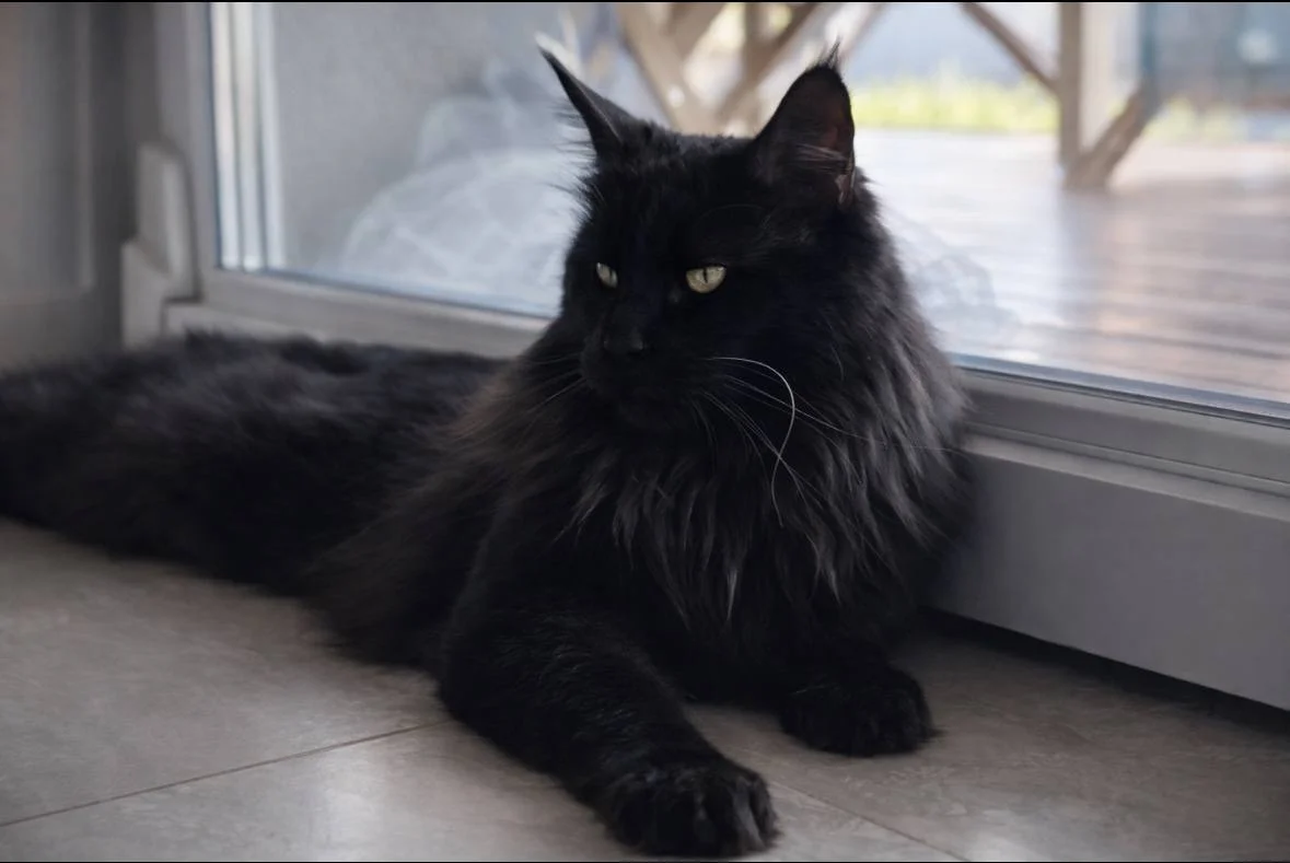 Котенок мейн-кун - миниатюра 5