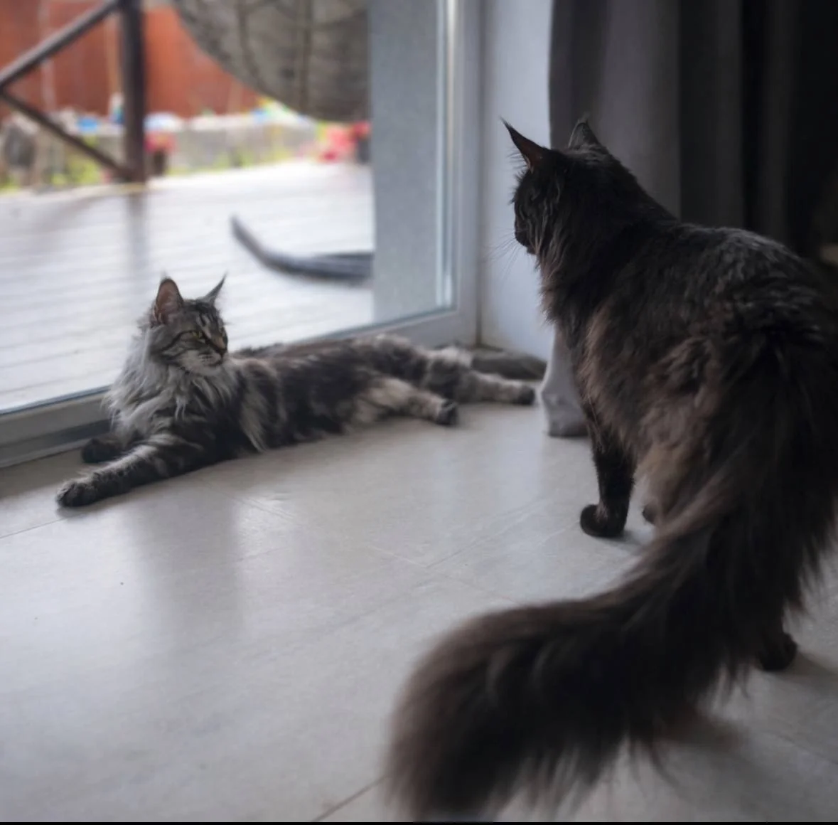 Котенок мейн-кун - миниатюра 7