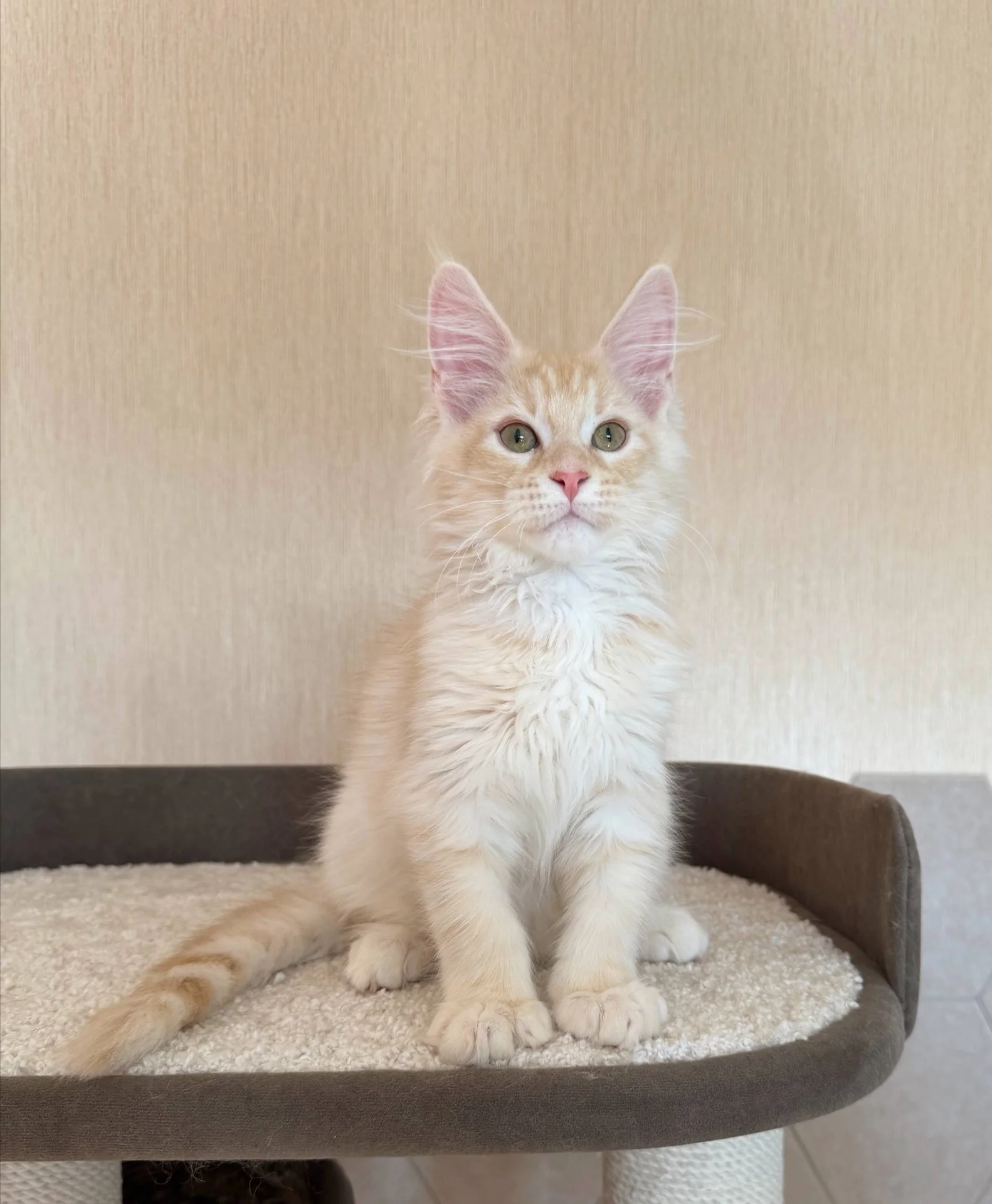 Котята мейн-кун - миниатюра 3