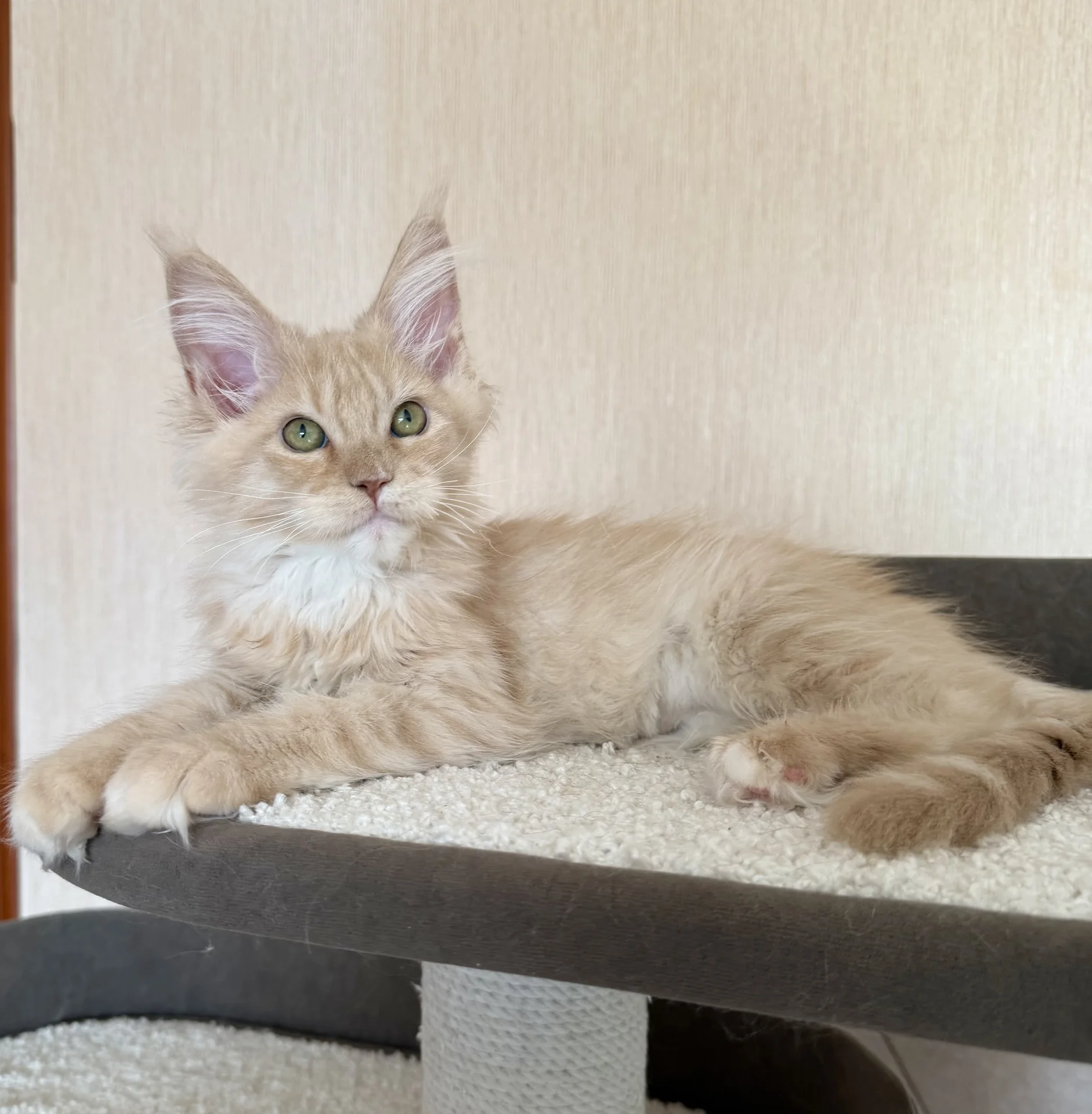 Котята мейн-кун - миниатюра 4