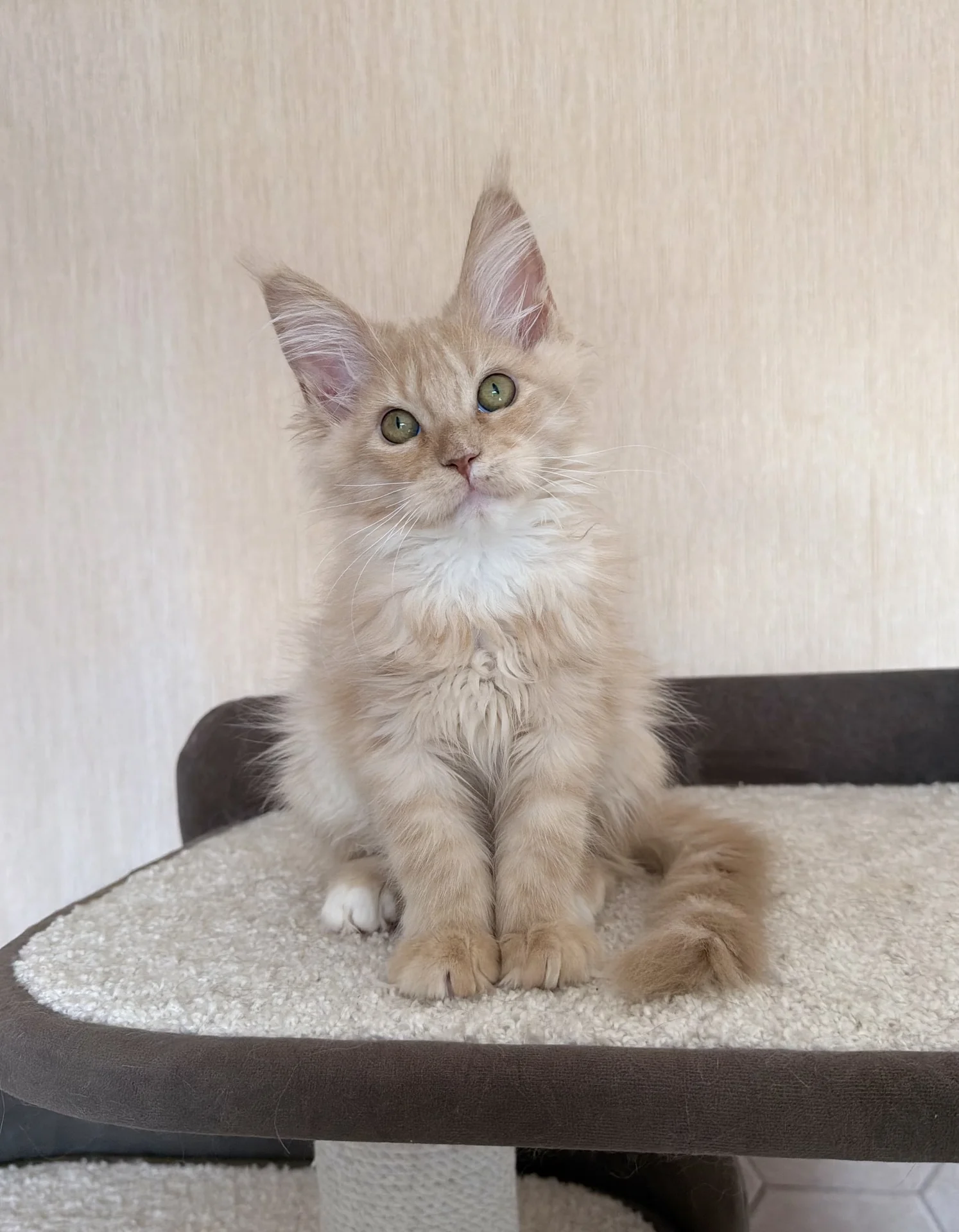 Котята мейн-кун - миниатюра 5