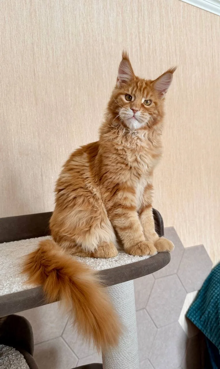 Котята мейн-кун - миниатюра 2