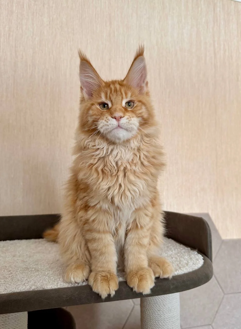 Котята мейн-кун - миниатюра 3
