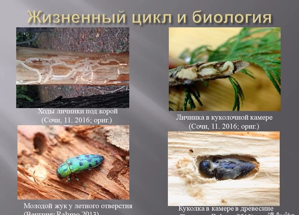 Златкабой Универсальный концентрат Элис&Тор 2.5 вр - миниатюра 4