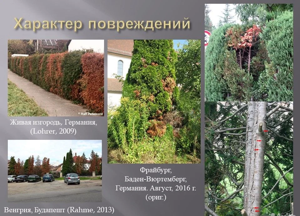 Златкабой Универсальный концентрат Элис&Тор 2.5 вр - миниатюра 6