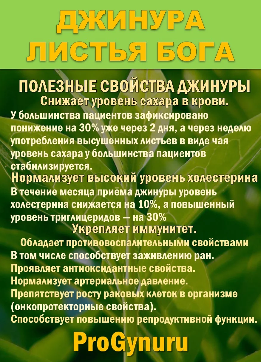 Фиточай Джинура Прокумбенс. Гинура. Сушёный лист. - миниатюра 2