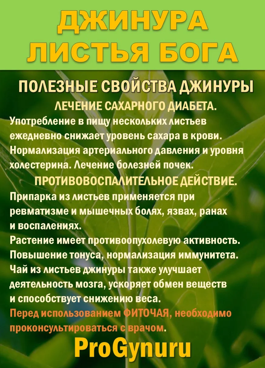 Фиточай Джинура Прокумбенс. Гинура. Сушёный лист. - миниатюра 3