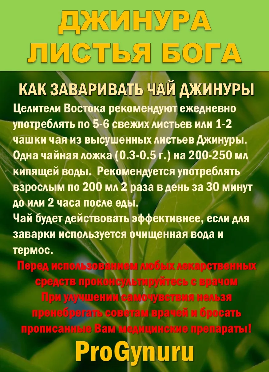 Фиточай Джинура Прокумбенс. Гинура. Сушёный лист. - миниатюра 4