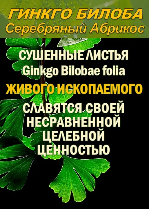 Функциональны чай. Листья Гинкго двулопастного - изображение 1