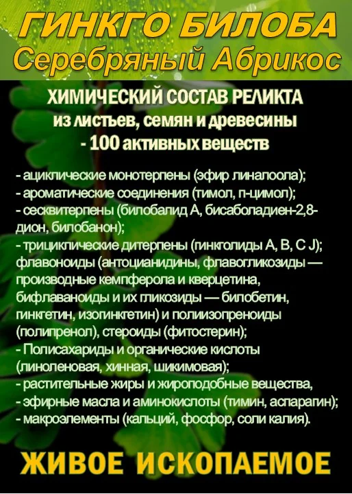Функциональны чай. Листья Гинкго двулопастного - миниатюра 2