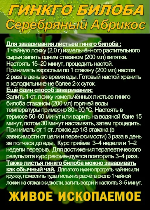 Функциональны чай. Листья Гинкго двулопастного - миниатюра 4