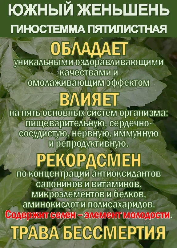 Фиточай Джиаогулан. Гиностемма пятилистная. - миниатюра 2