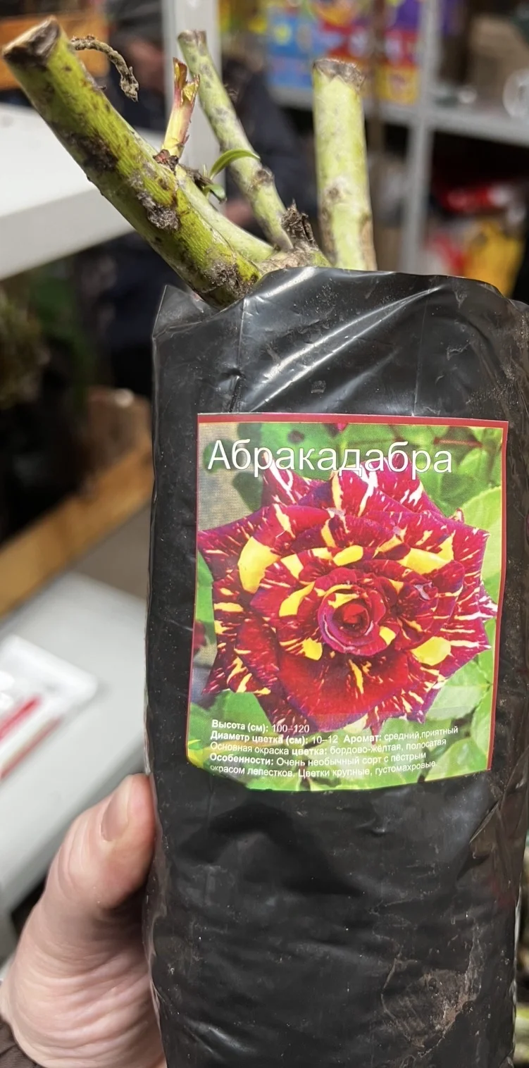 Розы саженцы - миниатюра 6
