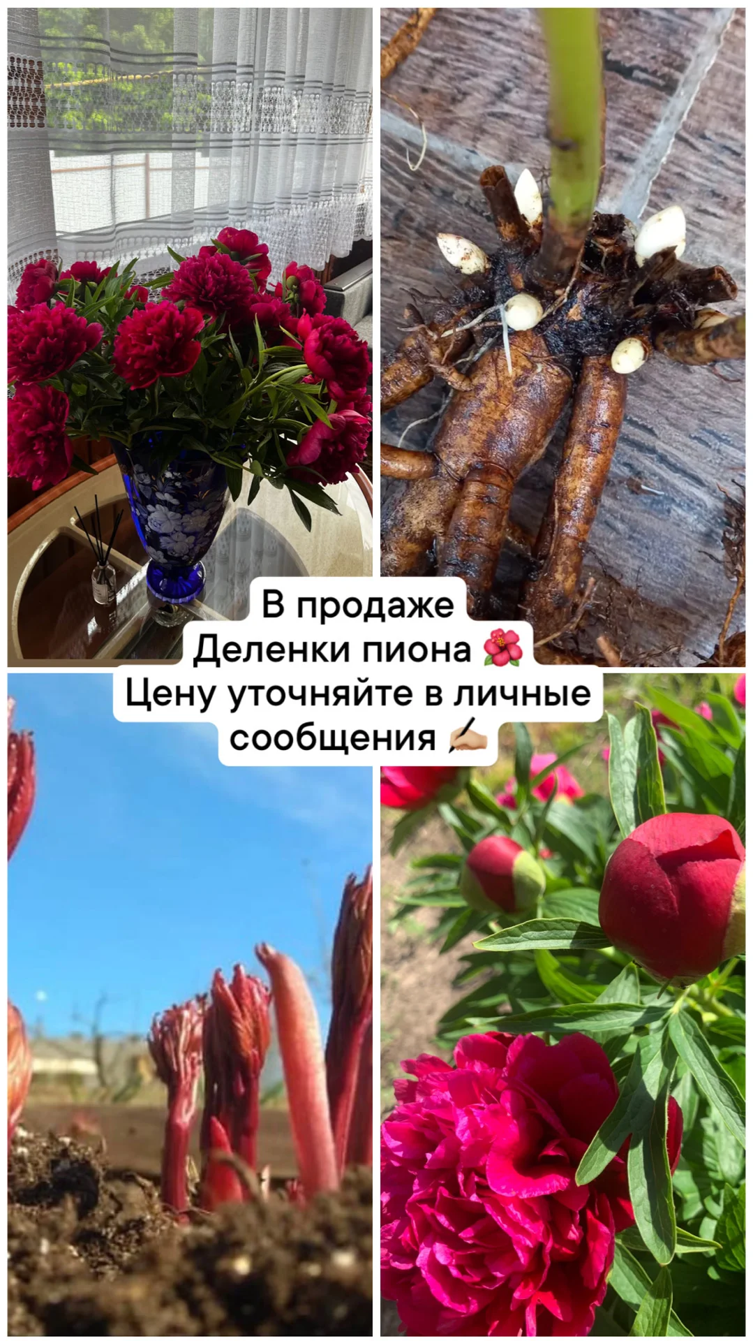 Рассада - миниатюра 11