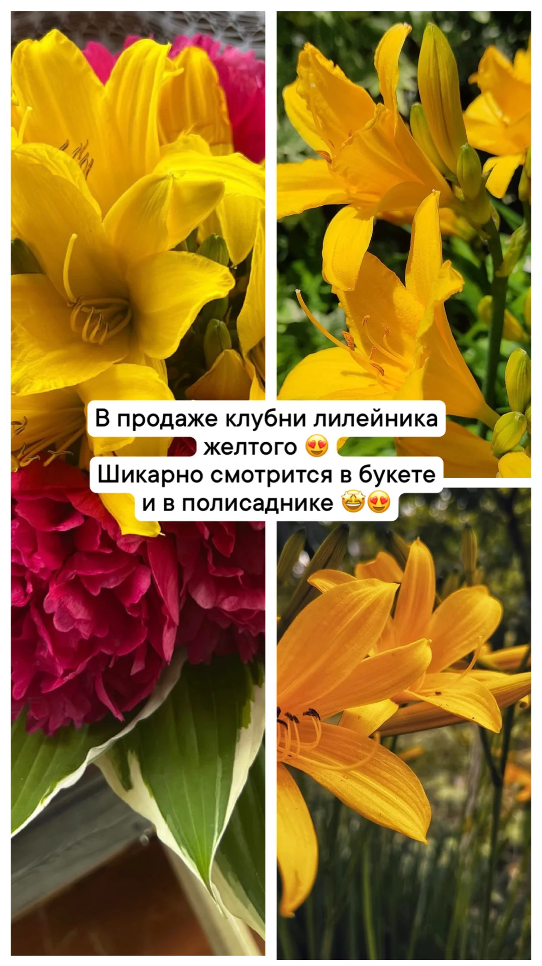 Рассада - миниатюра 12