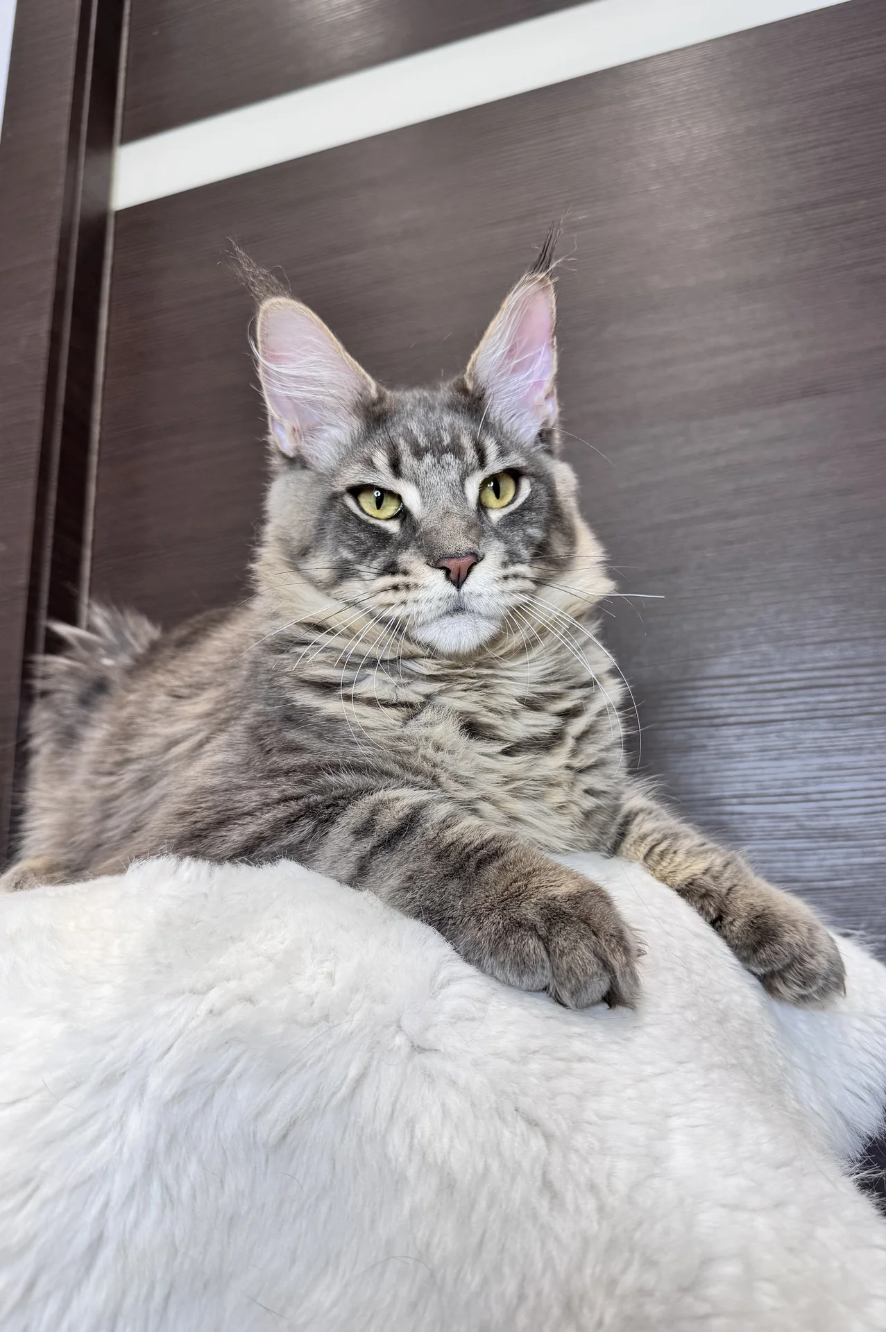 Котенок мейн кун - миниатюра 2