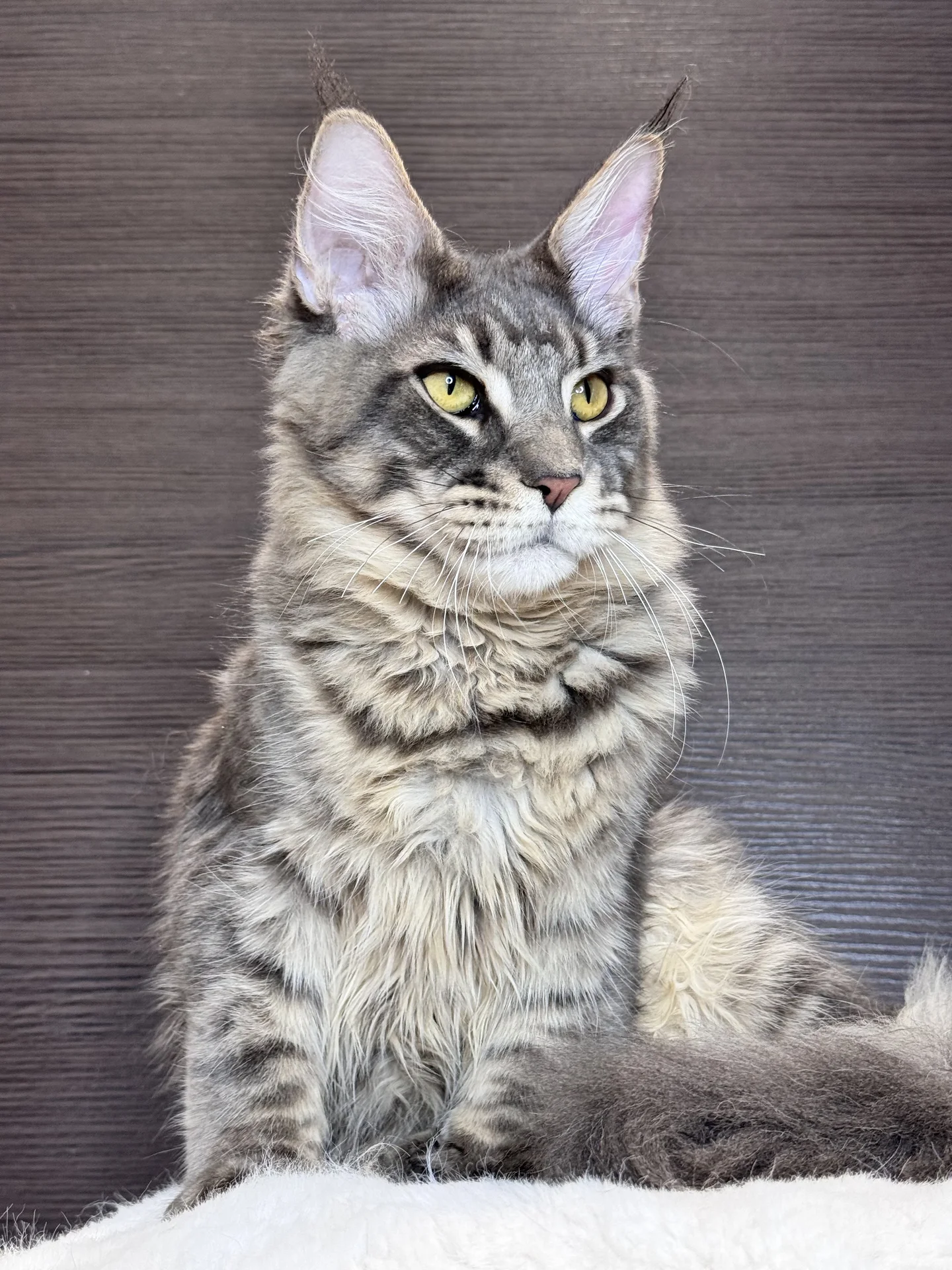 Котенок мейн кун - миниатюра 3