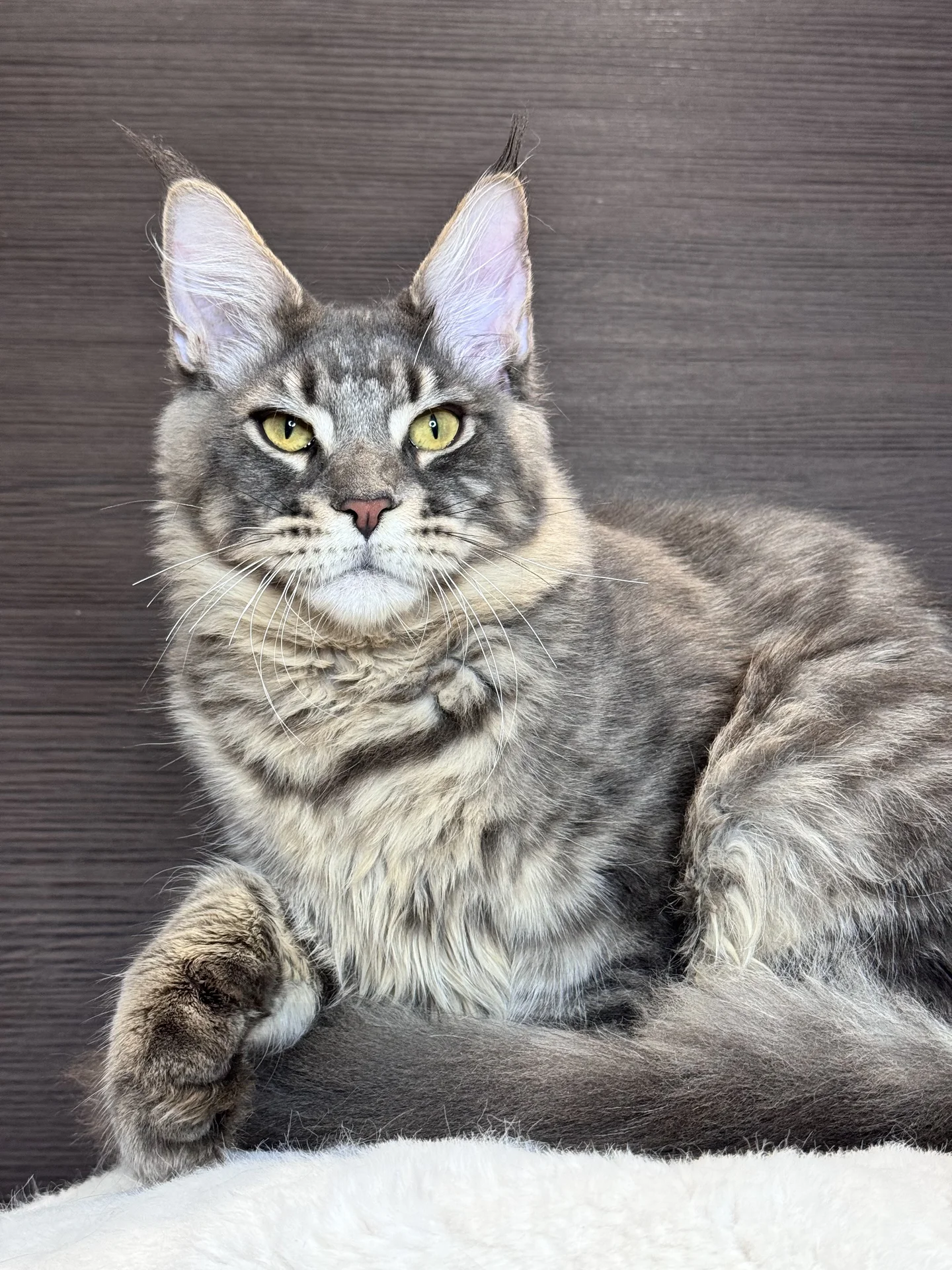 Котенок мейн кун - миниатюра 4