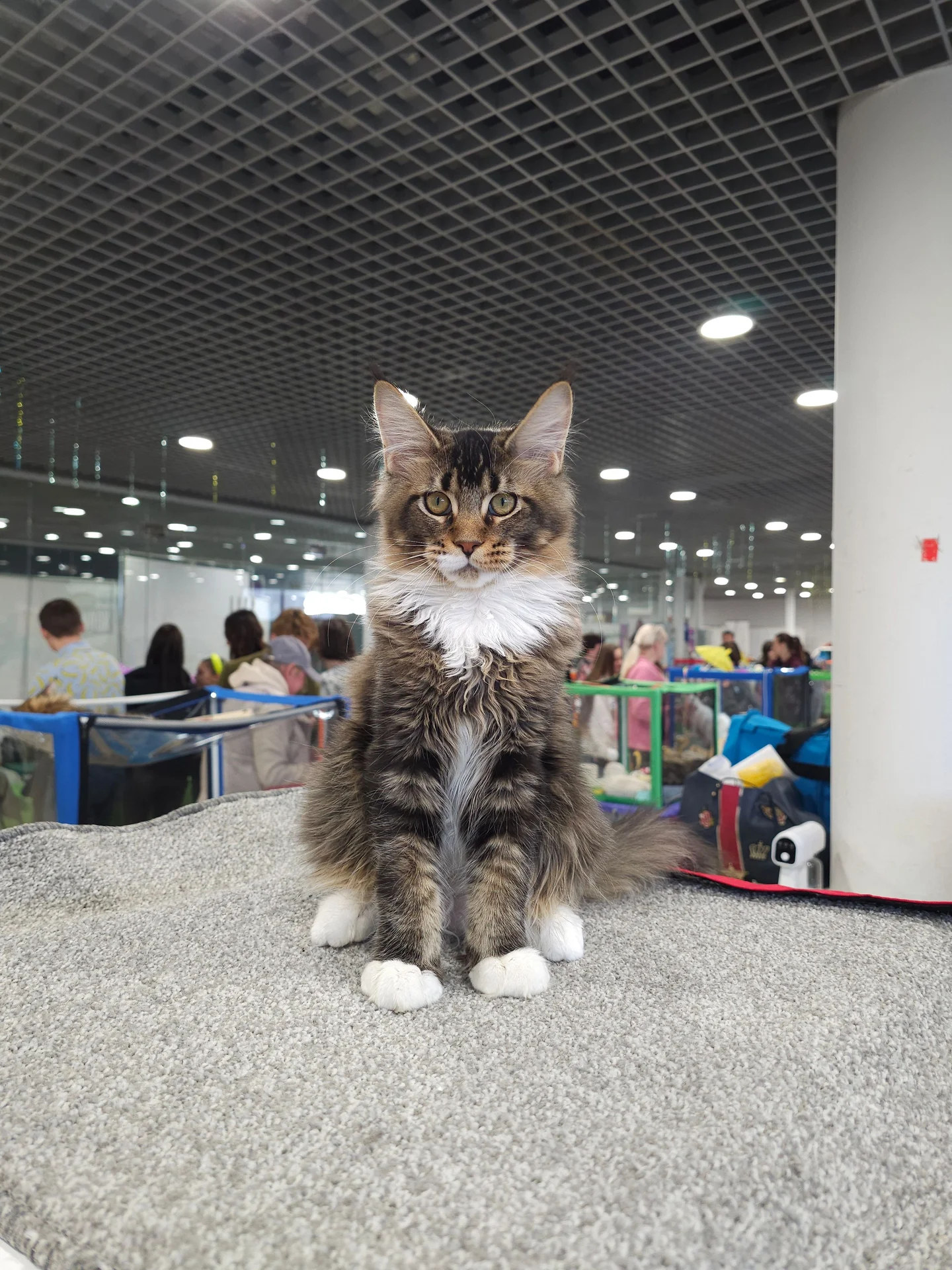 Котёнок мейн кун - миниатюра 2